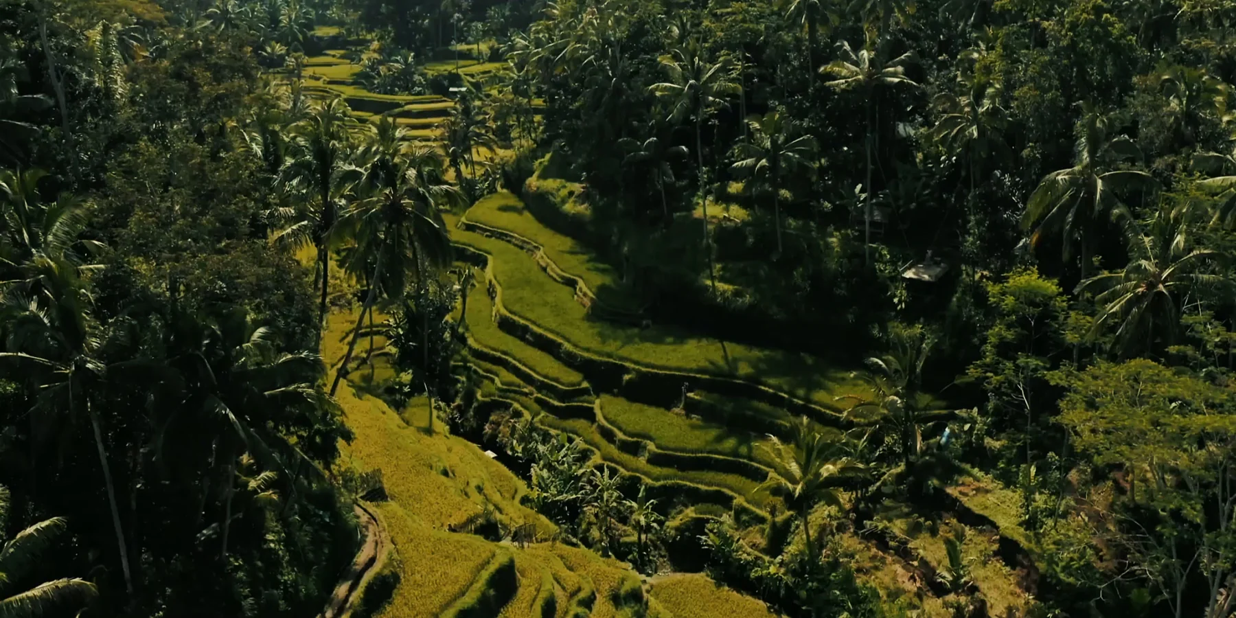 Green rice terraces curve across a steep tropical valley among palms and forest.