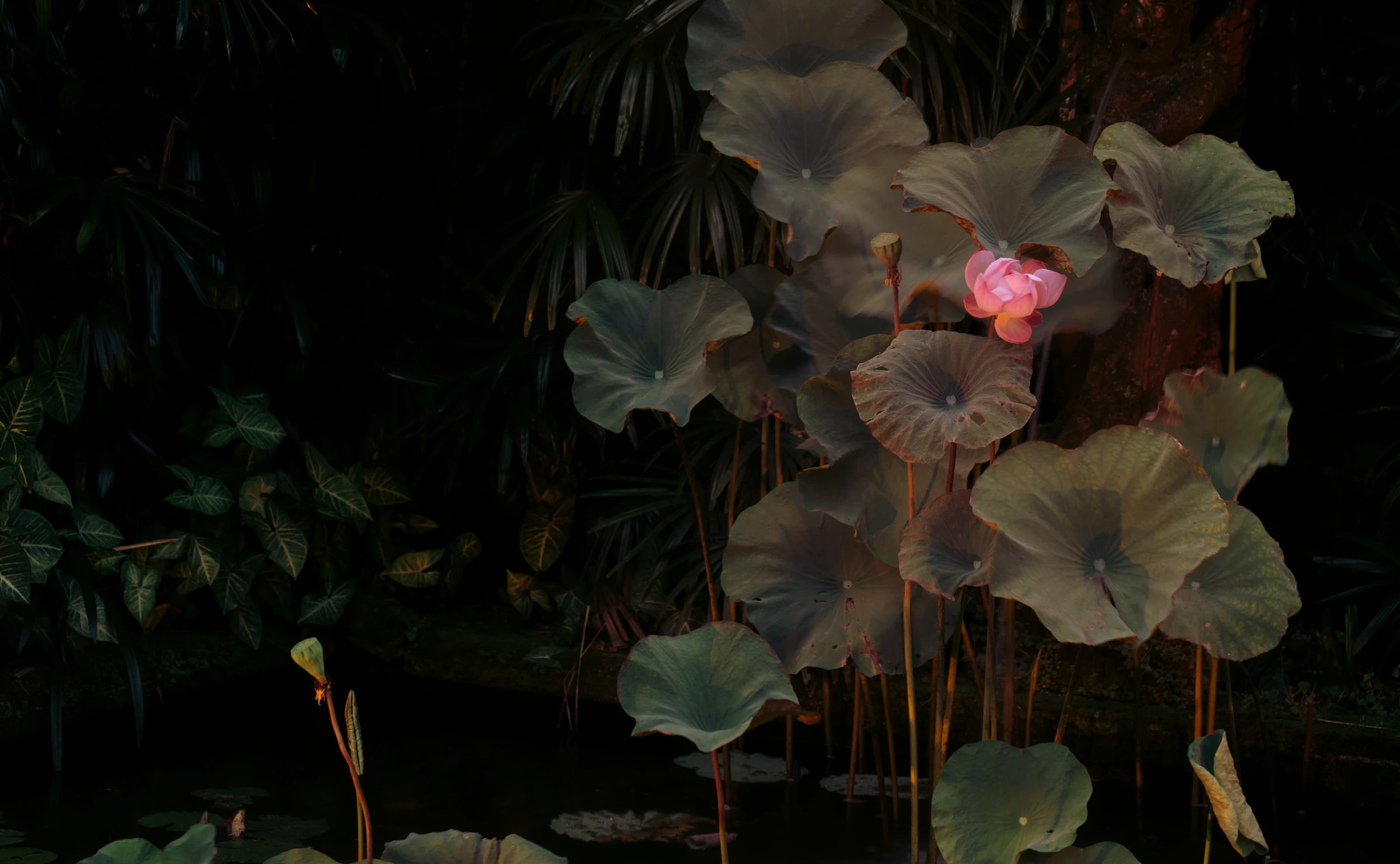 A pink lotus flower among dark leaves on Amandari’s pond.