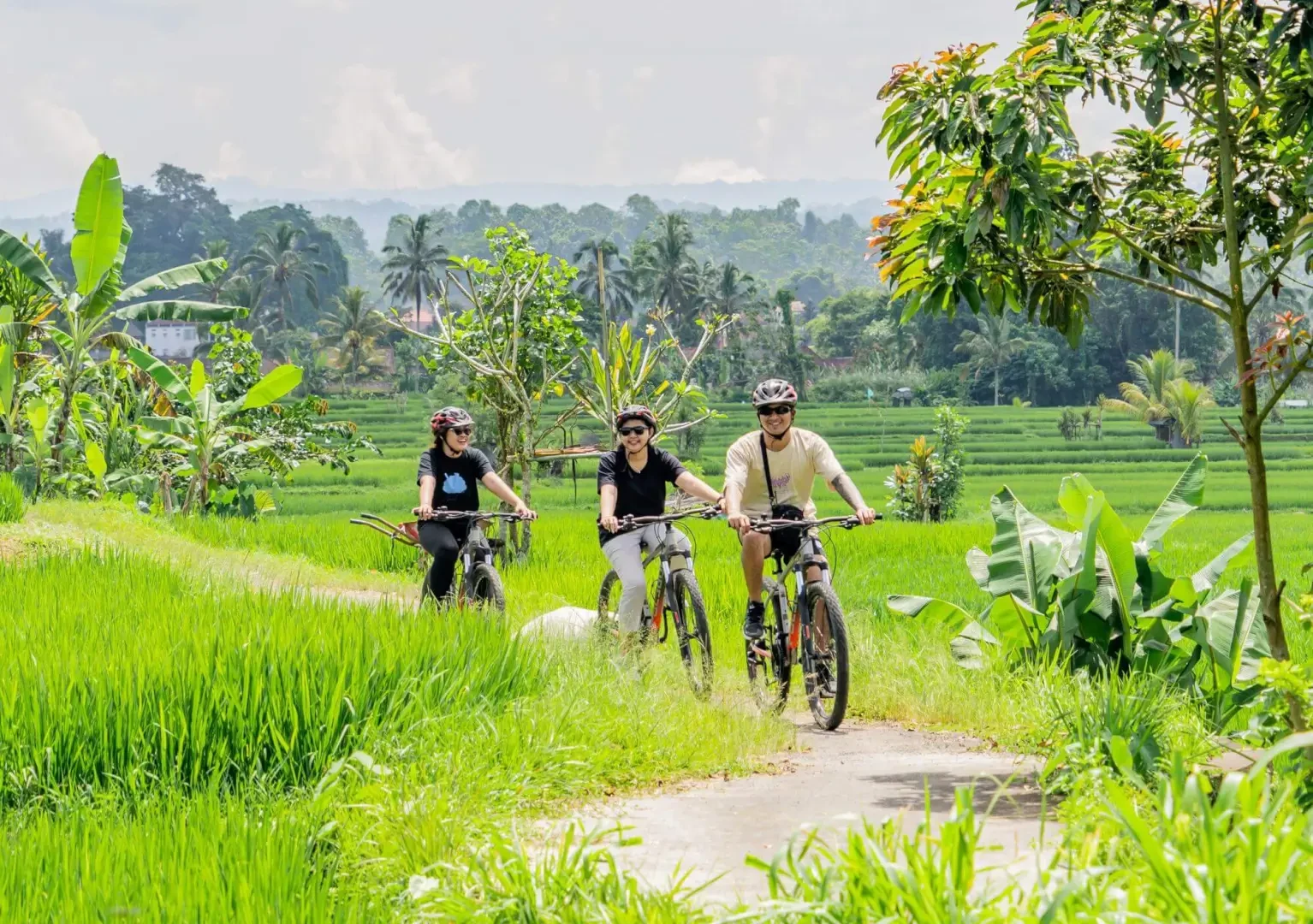 Three cyclists follow a narrow path between rice fields and tropical palms